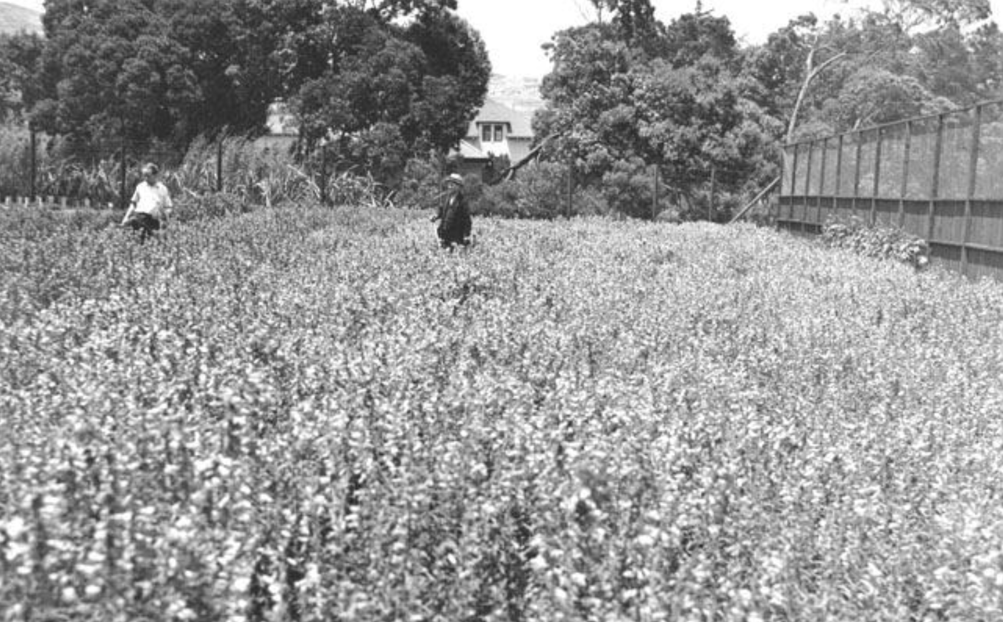 Field of flowers