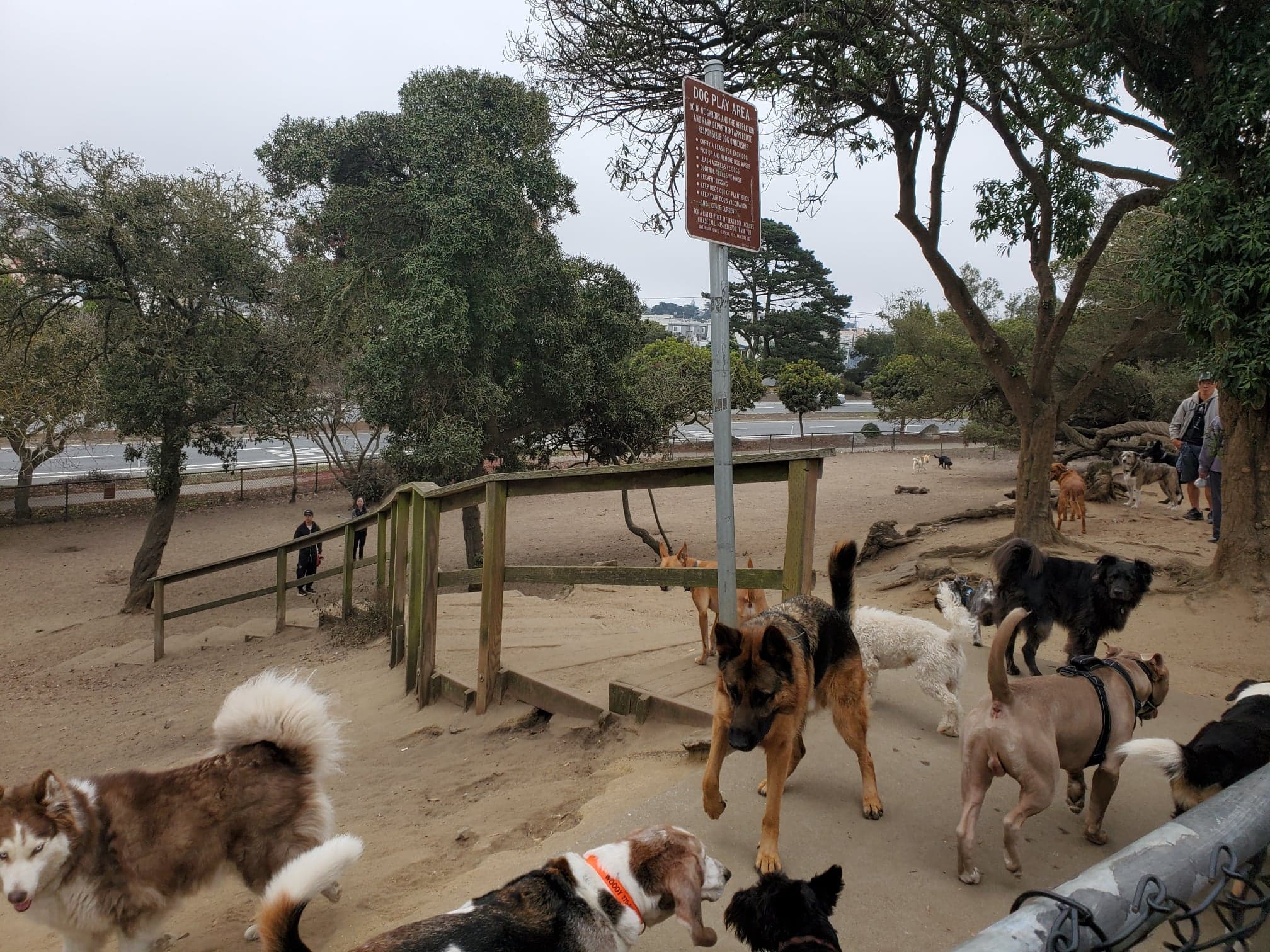 A variety of dogs hanging out. 