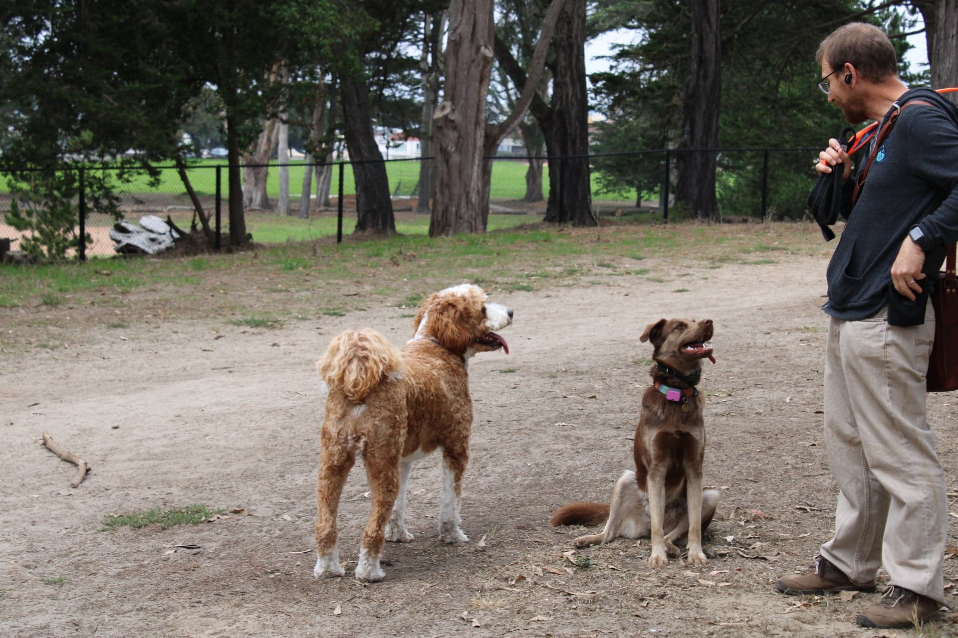 Two dogs playing.