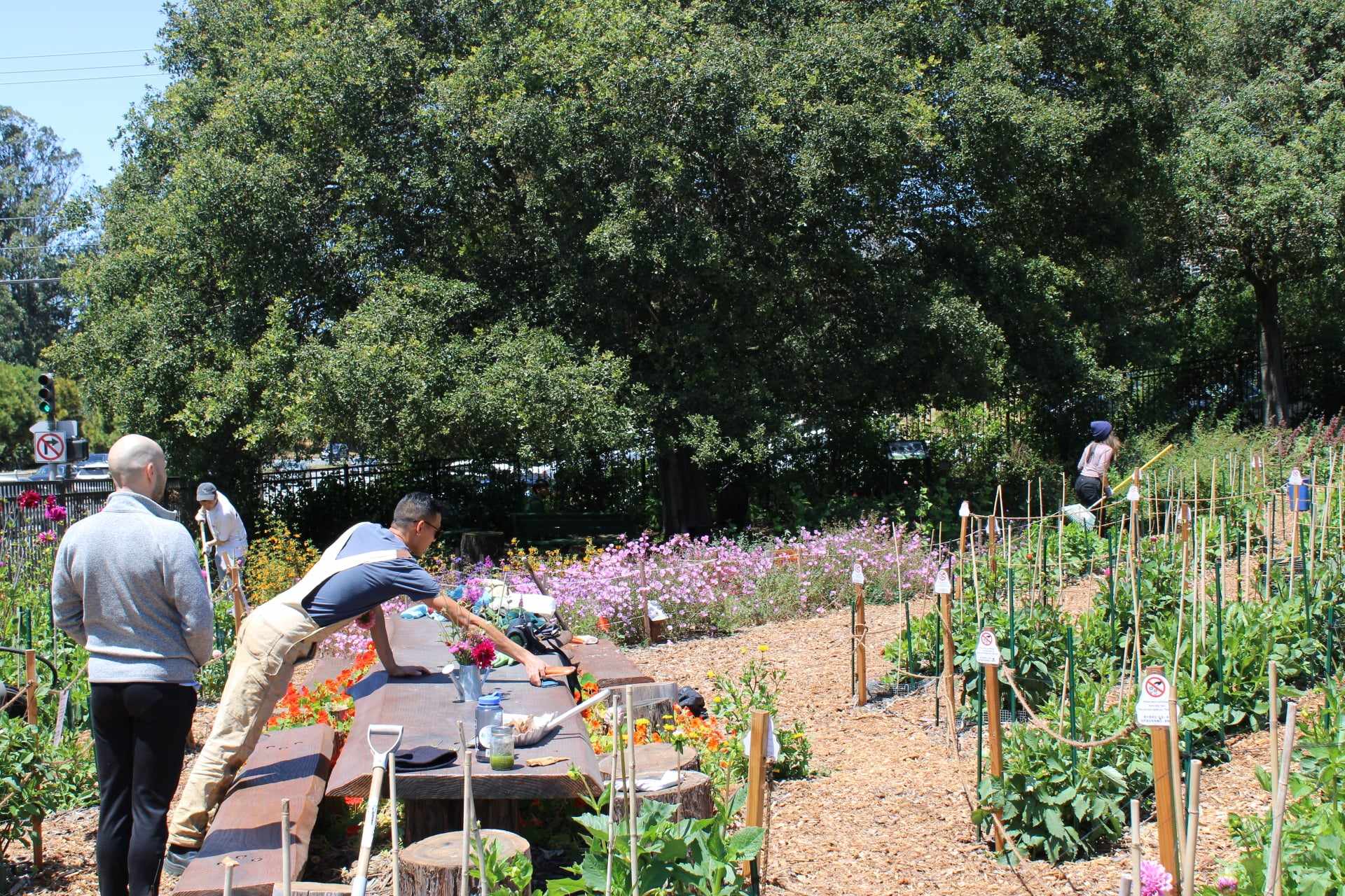 Volunteers work on the plants at Sisterhood Gardens