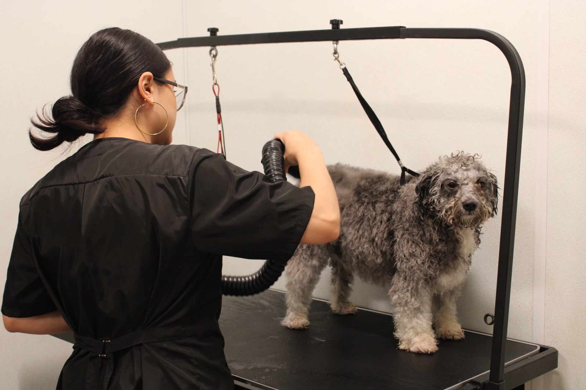 Woman grooming dog