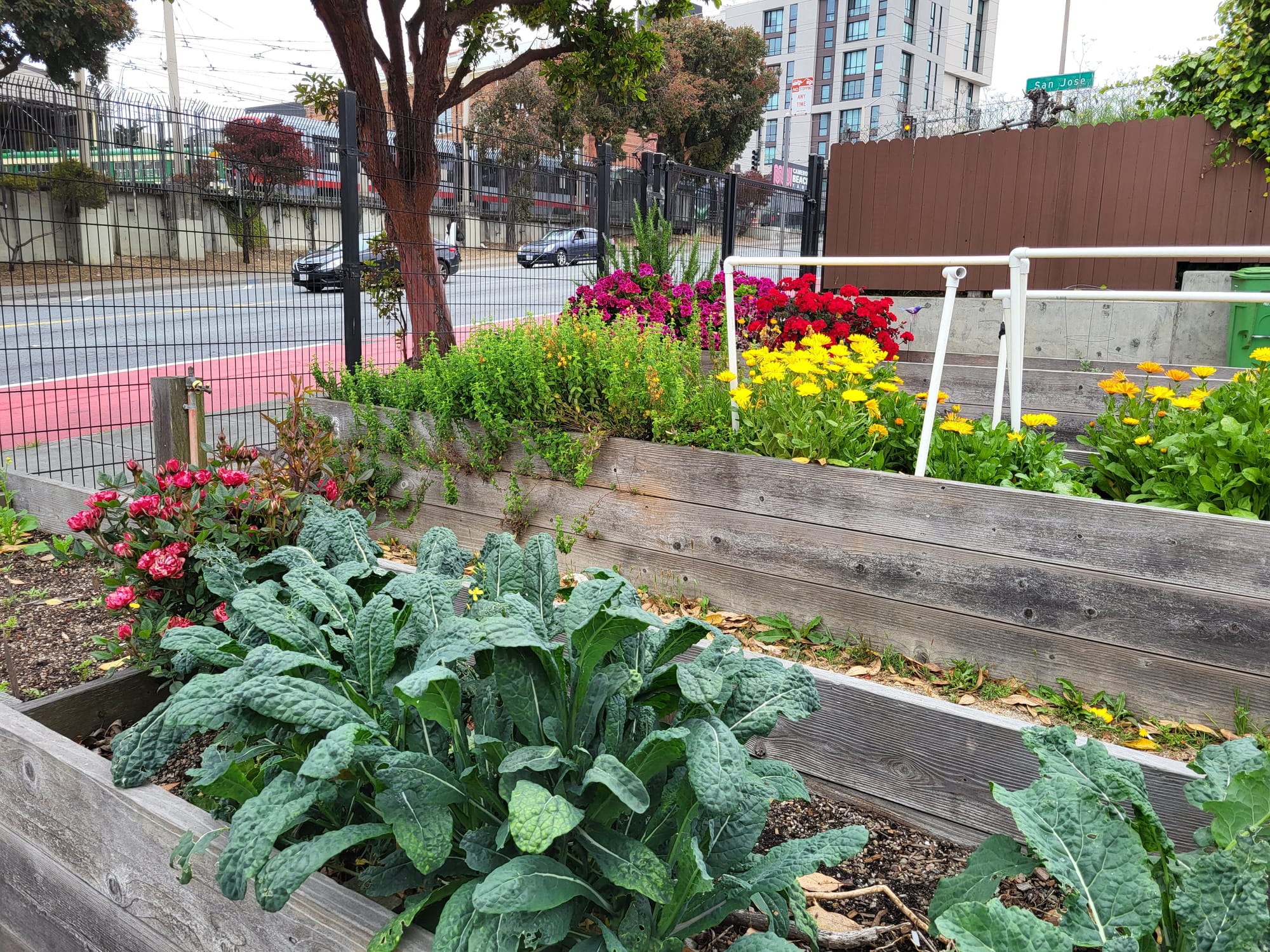 Plants in plots.