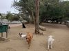 Dogs walking around