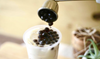 Boba tea