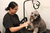 Woman grooms dog