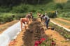 People farming.
