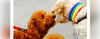 Two dogs touching noses, one with a rainbow collar.
