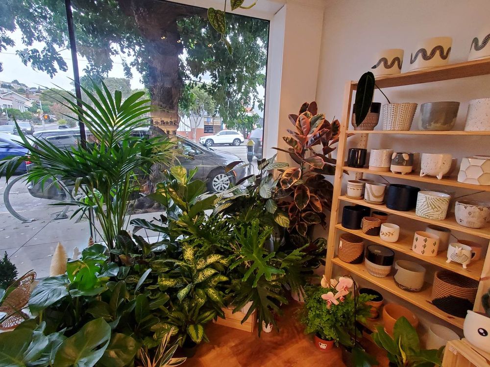 The Plant Lady SF Grows Into Larger Ingleside Location